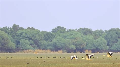 Dafengsuo Nature Reserve: A Symphony of Migratory Birds and Coastal Wonders!